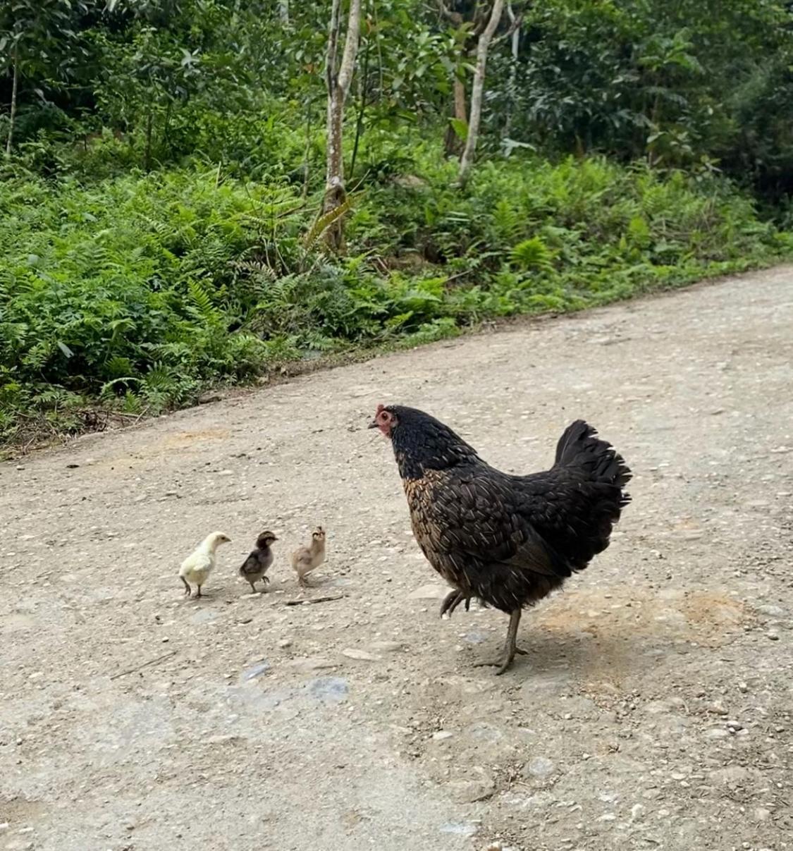 Bikki'S Jungle Homestay Hà Giang Zewnętrze zdjęcie