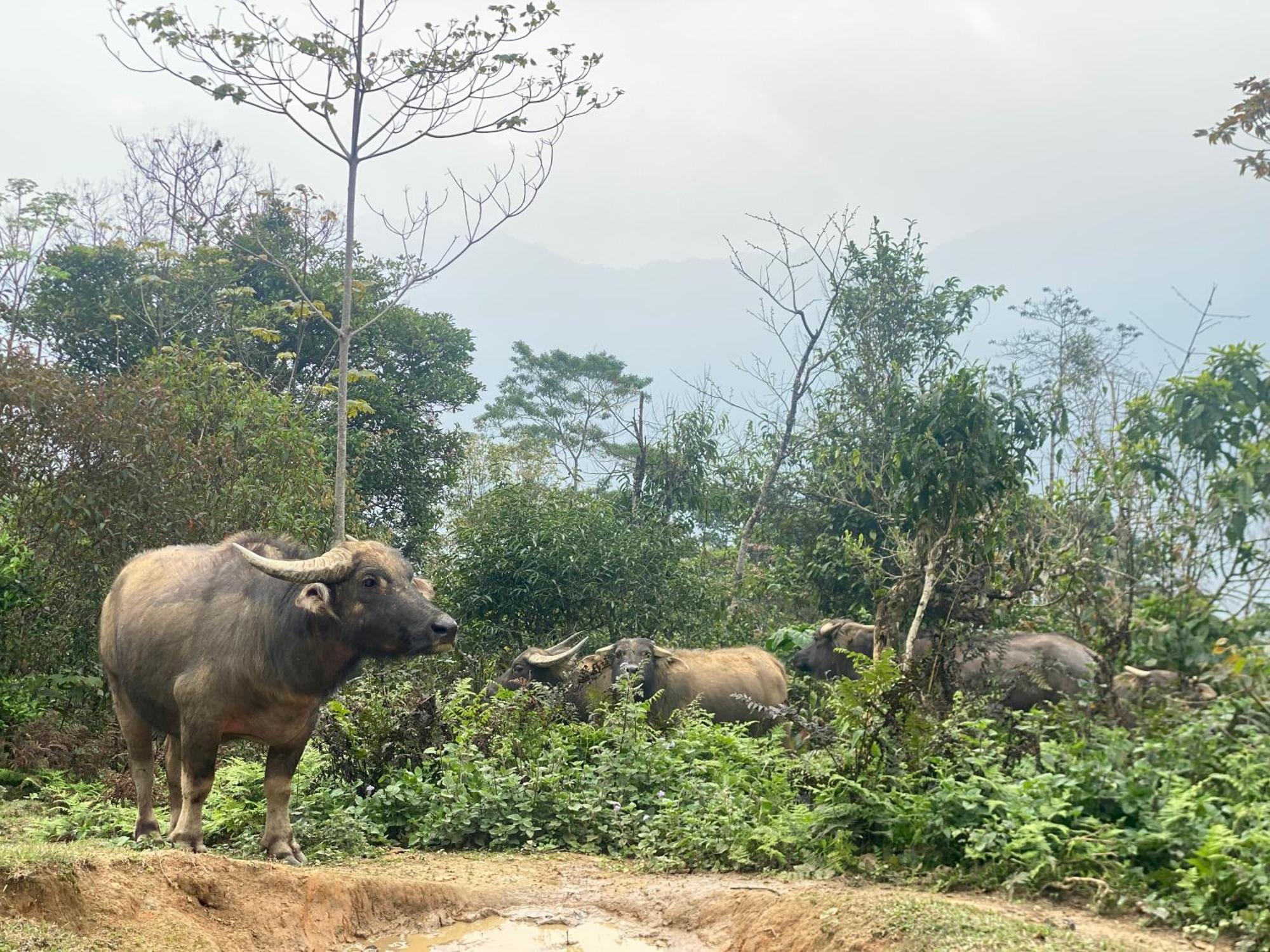 Bikki'S Jungle Homestay Hà Giang Zewnętrze zdjęcie
