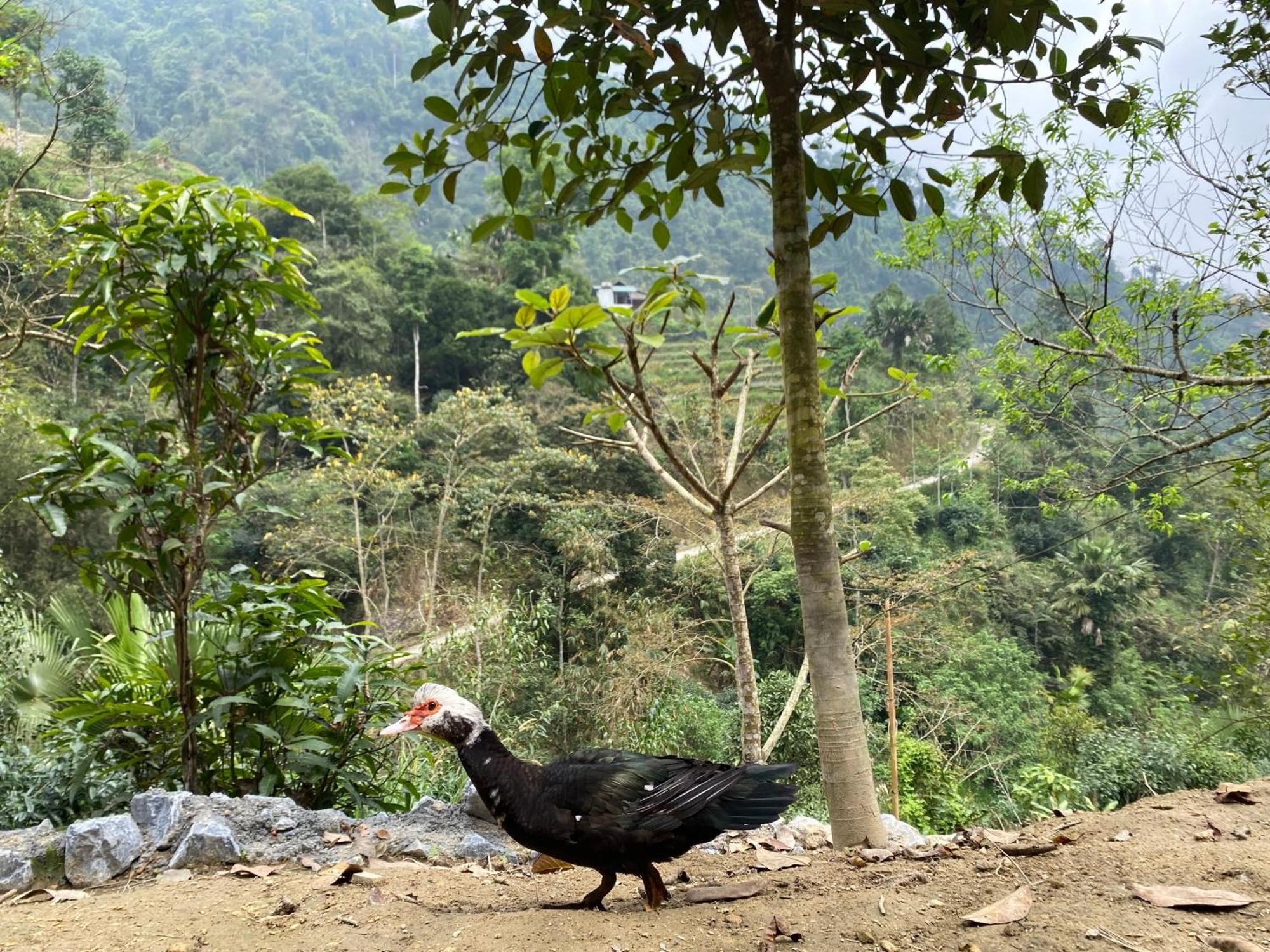 Bikki'S Jungle Homestay Hà Giang Zewnętrze zdjęcie